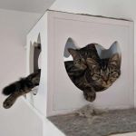 Aksjomat (z tyłu) i Algebra (z przodu)